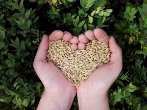 cuore di cereali fatto con le mani